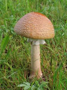 AMANITA RUBESCENS